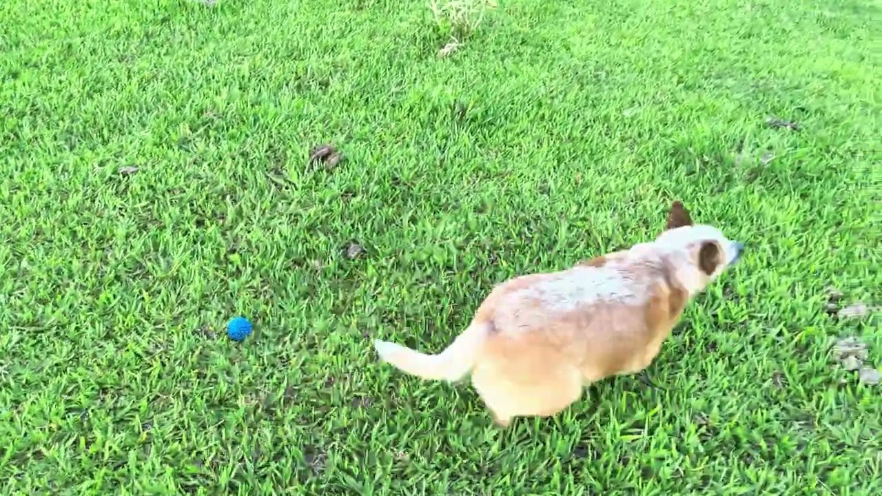 Teste da Câmera Traseira de 50 MP Gravando em 4K a 30 FPS